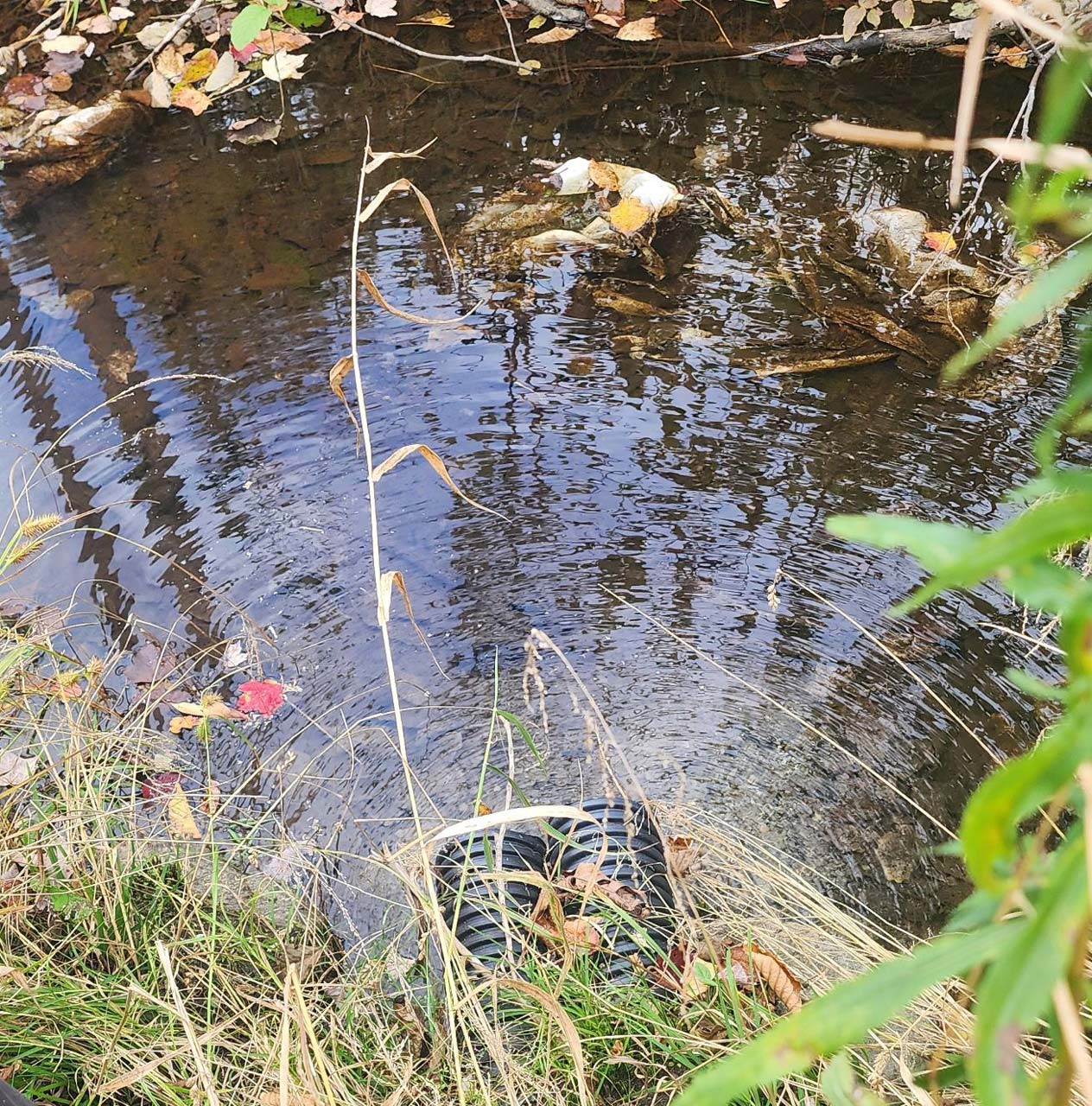 Prime-eau 10 Diagnostics eaux usées et mise en conformité environnementale Point de rejet directement situé dans un cours d’eau verbalisé